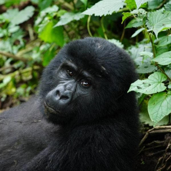 Gorila-Uganda