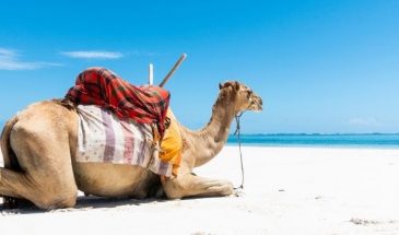 Camello-playa-Diani-