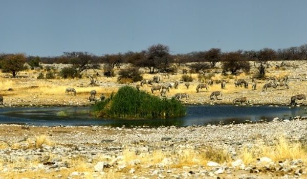 Etosha-National-Park Namibia